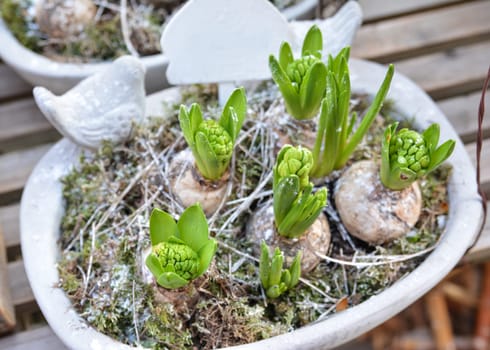 Hyacinths in a white pot for planting