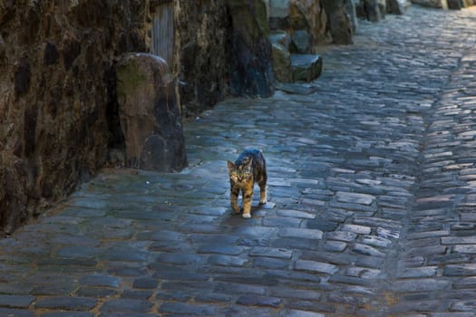 Little kitten walking along the narrow streets of Le Mans, France