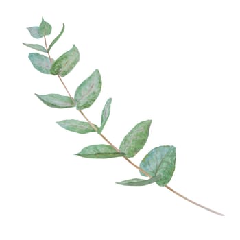 Eucalyptus branch watercolor hand drawn floral illustration. Botanical painting of greenery leaves are isolated. Good as an element in the decorative design of invitation, wedding, greeting cards, textile. Tropical plant, tree branch on the white background. Eukalyptus Silver Dollar, cinerea, gunnii, parvifolia