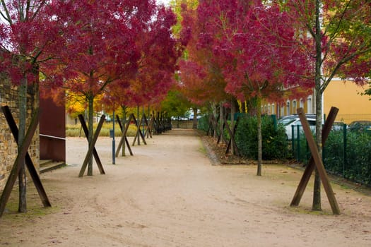Alley in a park of trees with red leaves. Autumnal season