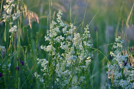 Galium or a bedstraw - meadow plant in Russia