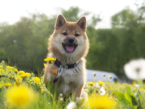 Close-up Portrait of beautiful and happy red shiba inu puppy in the green grass, small dog. Dogecoin. Red-haired Japanese dog with smile. Dandelions, daisies in the background. High quality photo.