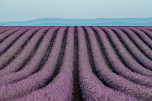 Plateau de Valensole lavender field and house at sunset in Haute Alpes Provence Cote d'Azur, High quality 4k footage