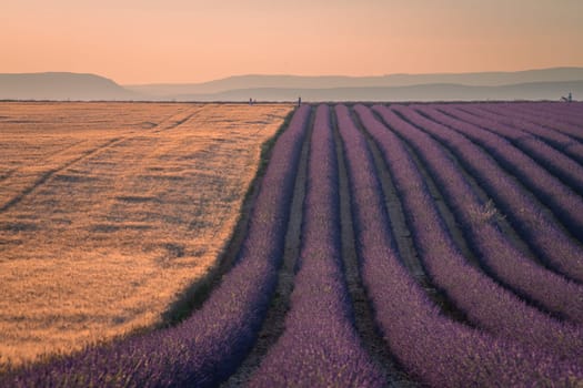 Provence, Lavender field at sunset, Valensole Plateau Provence France, blooming lavender fields, Europe, High quality photo