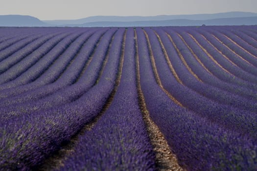 Provence, Lavender field at sunset, Valensole Plateau Provence France, blooming lavender fields, Europe, High quality photo