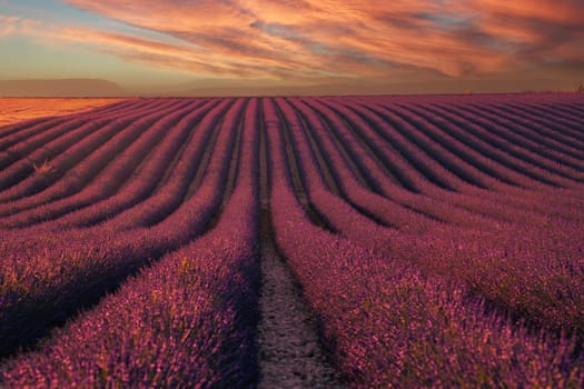 Provence, Lavender field at sunset, Valensole Plateau Provence France, blooming lavender fields, Europe, High quality photo