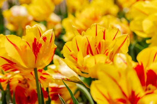 Yellow tulips spring blossoming , bokeh flower background, pastel and soft floral card, selective focus.