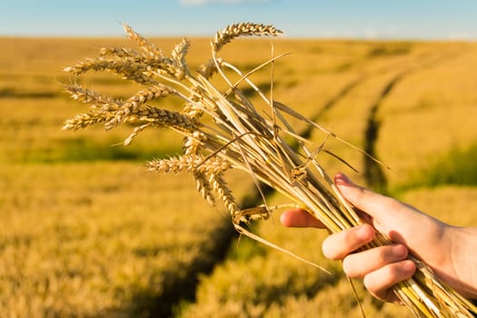 A hand holds a bouquet with ears of ripe wheat in a farmer's field, against a blue sky. Grain for making bread. the concept of economic crisis and hunger