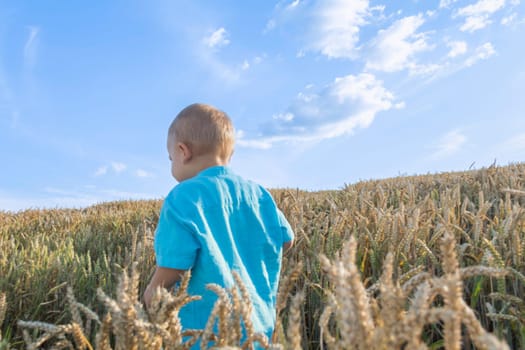 A small, bald boy in a blue shirt is walking and having fun in a field with a grain crop, wheat. Grain for making bread. the concept of economic crisis and hunger