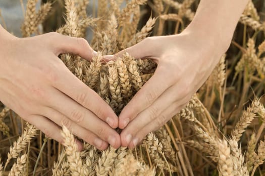 Men's hands in the form of a heart in a field with cereals, wheat. Grain for making bread. the concept of economic crisis and hunger