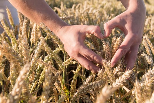 Male, strong hands are folded in the form of a heart in a field with ripe ears of wheat