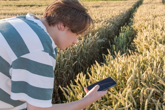 The hand of a young man with a mobile phone who is photographing an ear of wheat in a field