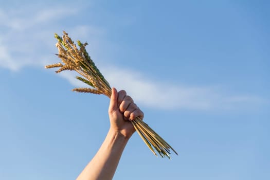 Wheat ears close-up against the background of the setting sun, blue sky and sunlight. The hand holds a bouquet of wheat. It's time to harvest. The food crisis in the world. A field for harvesting bread.