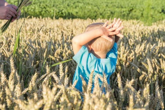 A small, bald boy in a blue shirt is walking and having fun in a field with a grain crop, wheat. Grain for making bread. the concept of economic crisis and hunger