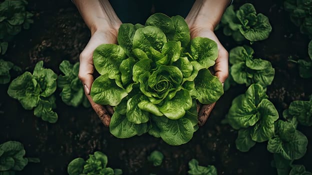 Abundance of Fresh Green Lettuce Grasped in Hands, Thriving in Nurturing Garden Soil.