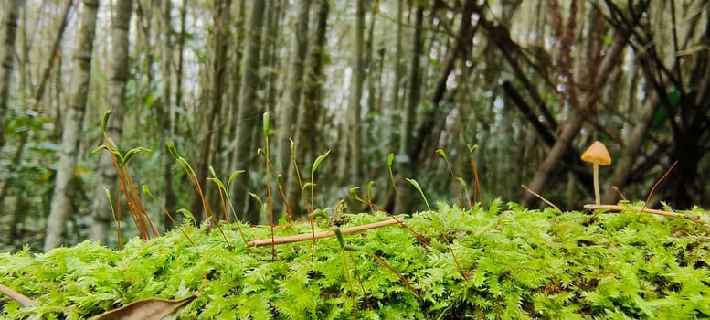 Plants at the bottom of the forest