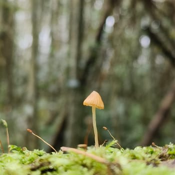 Plants at the bottom of the forest