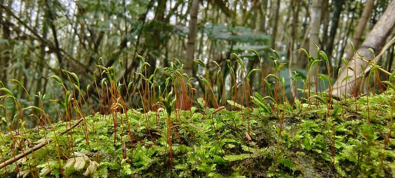 Plants at the bottom of the forest