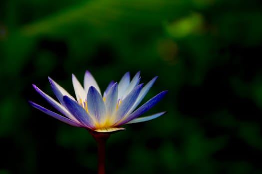 Blooming lotus , beautiful and coquettish