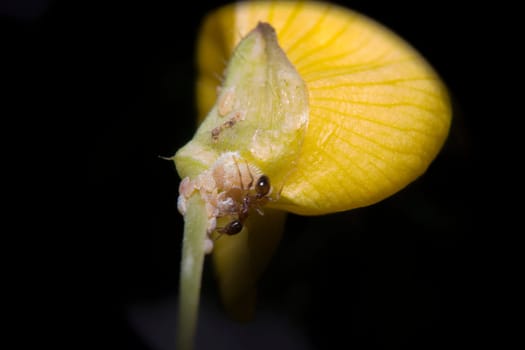 An ant on a yellow flower is feeding its aphids