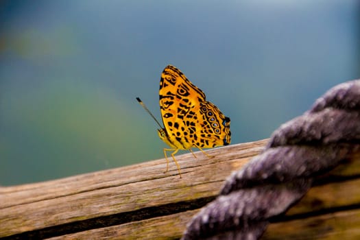 A yellow spotted butterfly rests on a wood