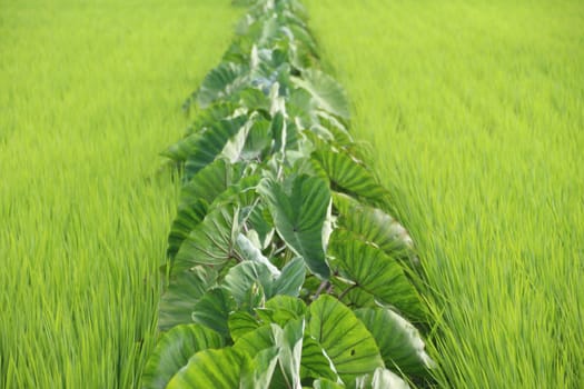 Taro planted in the middle of rice，green tablecloth