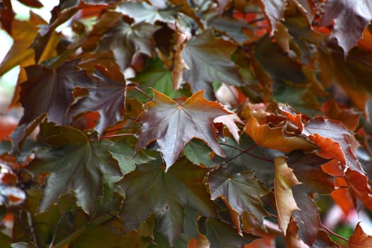 Acer platanoides is Norway Maple Royal red