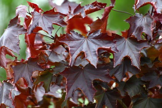 Acer platanoides is Norway Maple Royal red