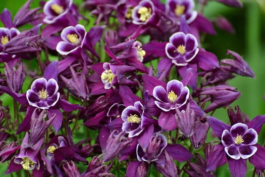 Beautiful purple Aquilegia flower on a nature background closeup