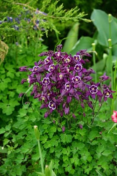 Beautiful purple Aquilegia flower on a nature background closeup