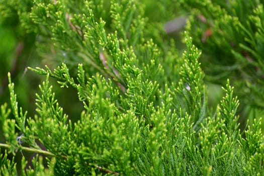 Young green juniper branches close up in shallow depth of a field