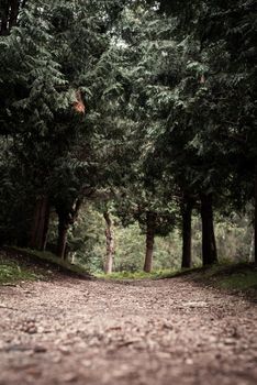 Beautiful nature. Pathway in the misty pine forest