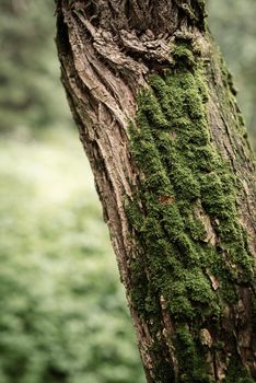 Beautiful nature. Close up of Green moss on a tree