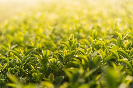 Green tea and fresh leaves