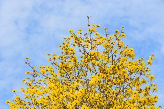 Supanika Flowers Cochlospermum regium with Blue Sky