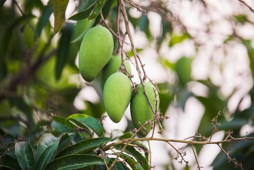 Green mango on the tree