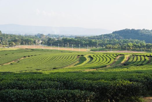 Green tea farm, Chiang Rai