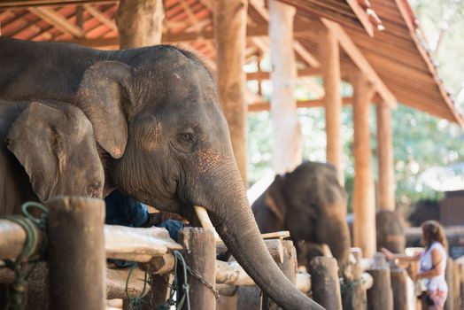 elephant at the zoo