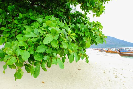 green leaf on the beach at the sea