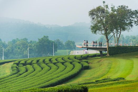Green tea farm in the morning
