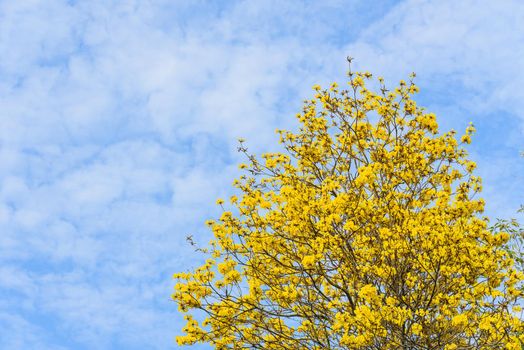 Supanika Flowers Cochlospermum regium with Blue Sky