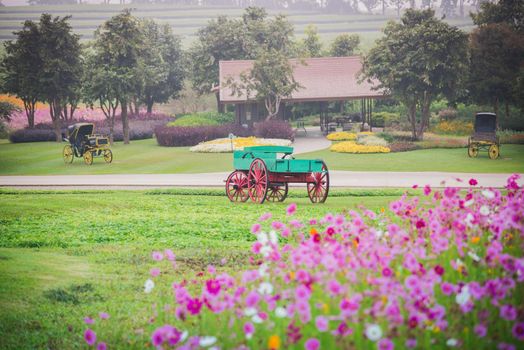 Cosmos flower of grassland