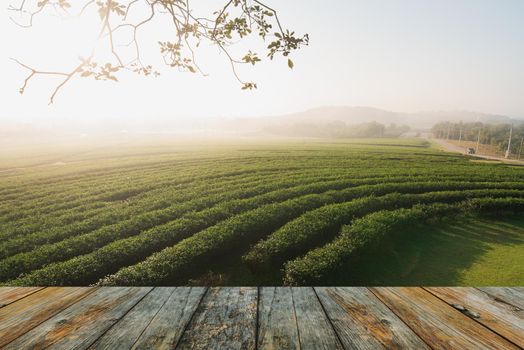 wood floor on tea farm in the morning