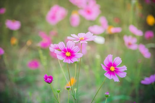 Cosmos flower of grassland