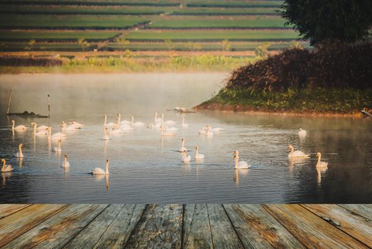 wood floor swan on lake in the morning