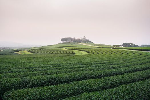 Green tea farm in the morning