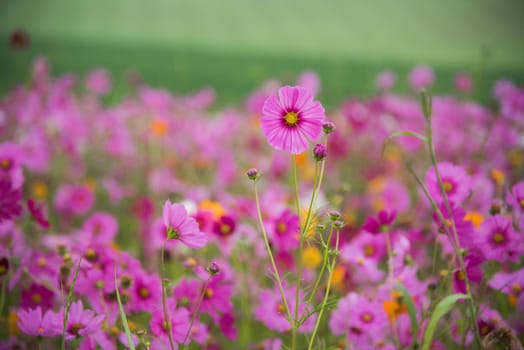 Cosmos flower of grassland