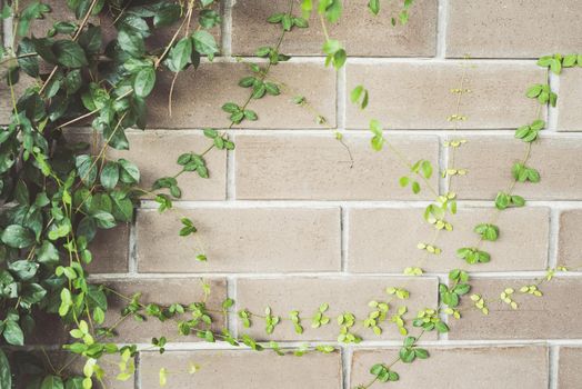 Abstract plant wall background, vintage color