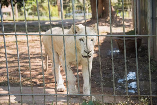 White Tiger at the zoo