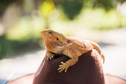 orange Iguana on hat